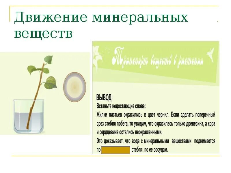 Лабораторная работа по биологии передвижение воды. Передвижение воды и Минеральных веществ. Опыты передвижение воды и Минеральных веществ. Движение воды и Минеральных веществ по стеблю. Передвижение воды и Минеральных веществ в стебле.