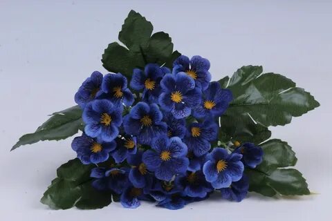 Синяя примула
