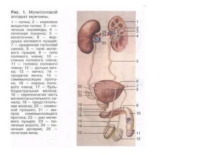 Перечислите мочевые органы