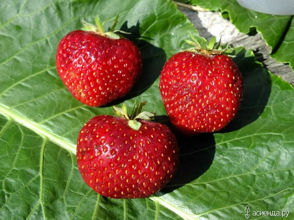 Молинг пандора клубника описание сорта. Земляника пандора. Клубника садовая зенга зенгана. Молинг пандора клубника. Клубника сорт пандора.