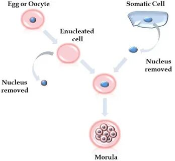 Define cell