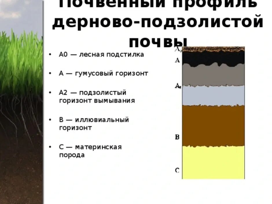 Гумусовый Горизонт подзолистых почв. Дерново-подзолистые почвы гумусовый Горизонт. Почвенный профиль гумусовый Горизонт. Горизонт – а2 подзолистые почвы. Подзолистые почвы слои