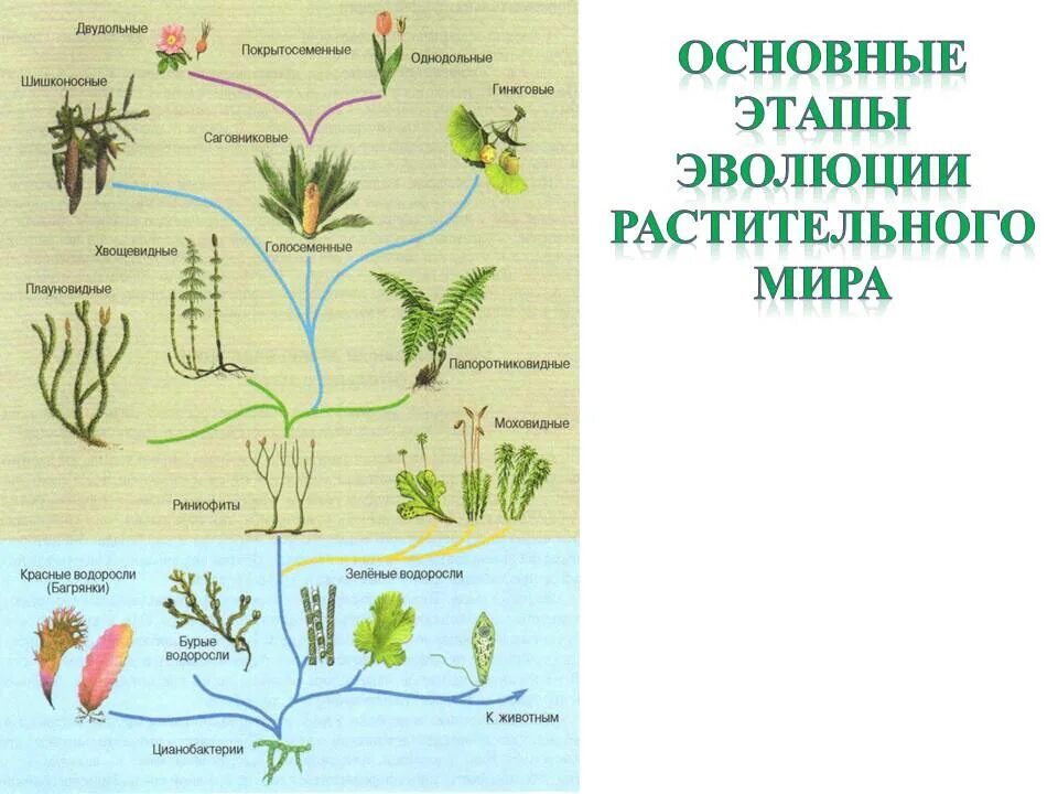 Усложнение организации покрытосеменных. Схема происхождения высших растений. Схема происхождения высших растений 5. Схема эволюционного развития растений. Схема происхождение и Эволюция высших растений 5 класс биология.