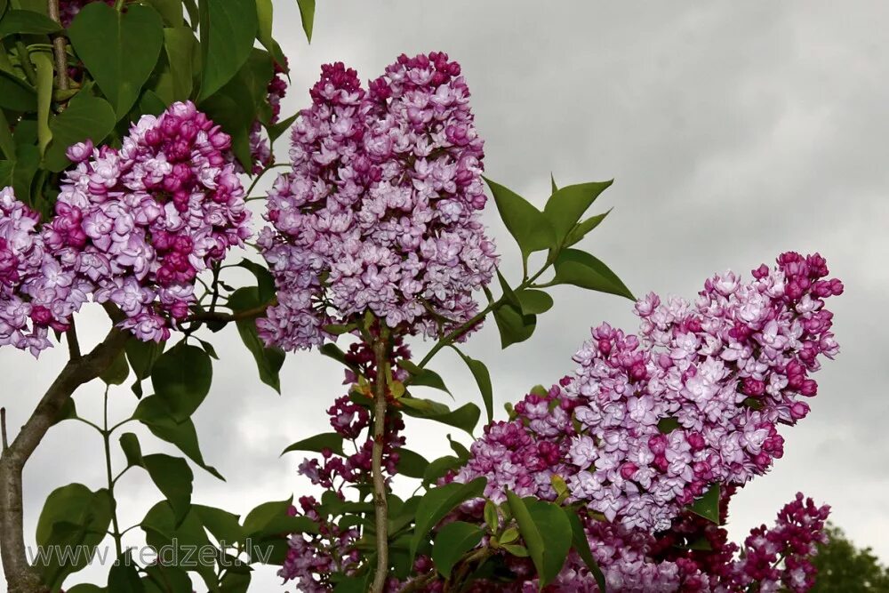 Сирень Syringa vulgaris. Сирень Анабель. Сирень Anabel. Сирень Гиацинтовая Анабель.