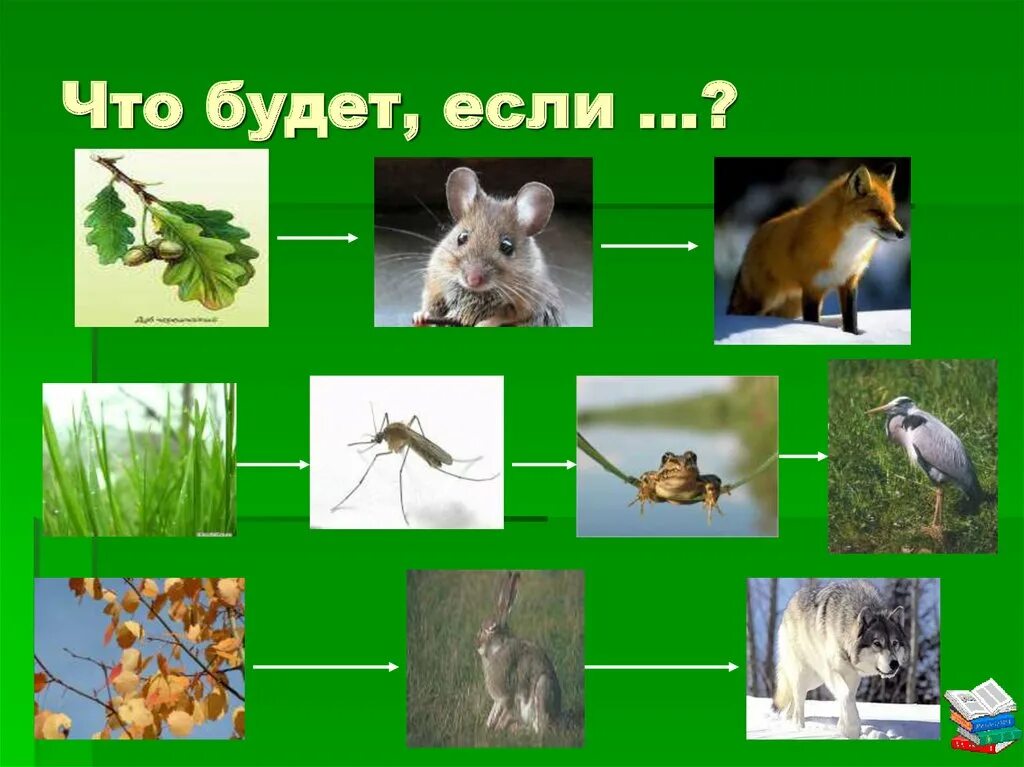 Цепи питания. Цепочка питания. Пищевая цепочка питания. Цепи питания 3 класс. Цепи питания примеры 3 класс окружающий