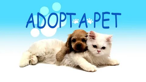 Adopt pets