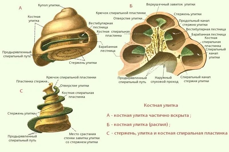 Структура улитки внутреннего уха. Строение улитки внутреннего уха в разрезе. внутреннее строение улитки внутреннего уха. строение улитки внутреннего уха. анатомия улитки внутреннего уха.