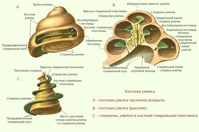 Строение улитки внутреннего уха в разрезе. Внутреннее строение улитки внутреннего уха. Строение улитки внутреннего уха. Анатомия улитки внутреннего уха. Внутреннее ухо 8