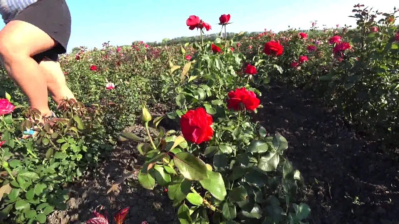 Розы кущевская краснодарский край. Краснодарские питомники роз. Питомники роз Краснодарского края.