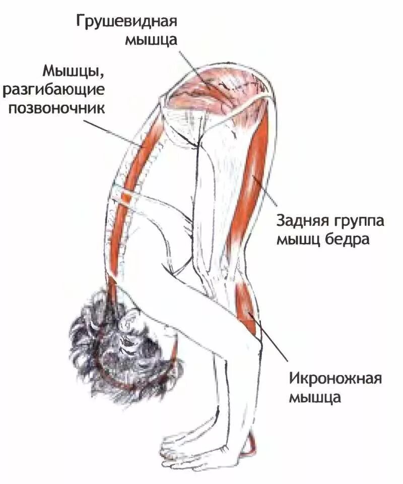 Пояснице ягодице и ноге. Уттанасана анатомия. Падахастасана Уттанасана. Растяжка мышц наклон вперед. Мышцы разгибатели позвоночника растяжка.