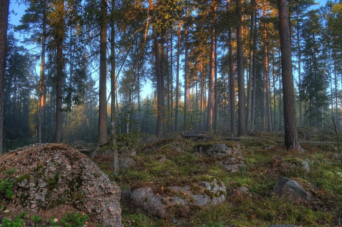 Природа северо запада района. Леса Северо Западного района. Воронеж лес Северо-Запада. Лесной Бор Северо Западный. Северо-Западный федеральный округ природа.