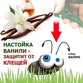 Клещ валера