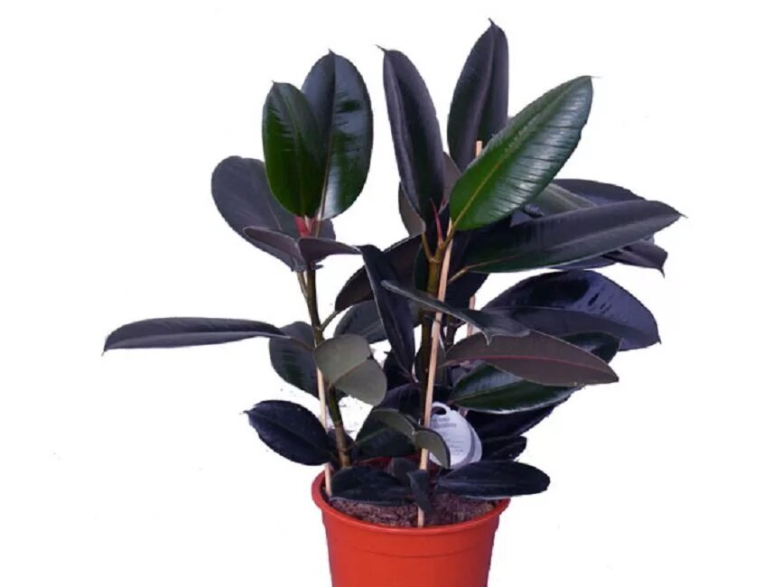 Цветок черный принц. Цветок черный принц. Увядший ирис. Эхеверия блэк knight. Фикус каучуконосный черный.