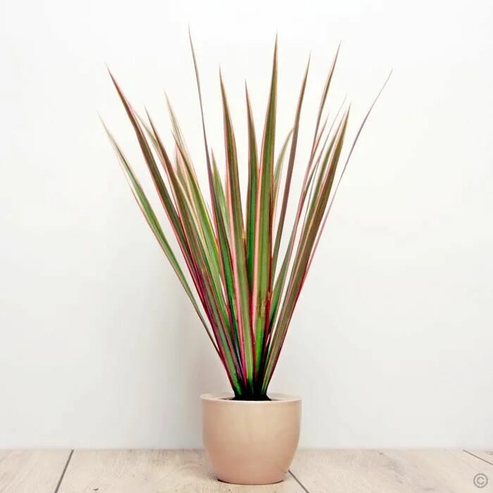 Драцена маргината биколор. Пальма с длинными листьями юкка. Dracaena marginata подвязка. Драцена колючая. Драцена окаймлённая маргината.