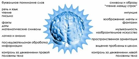 Правое и левое полушарие соединяет