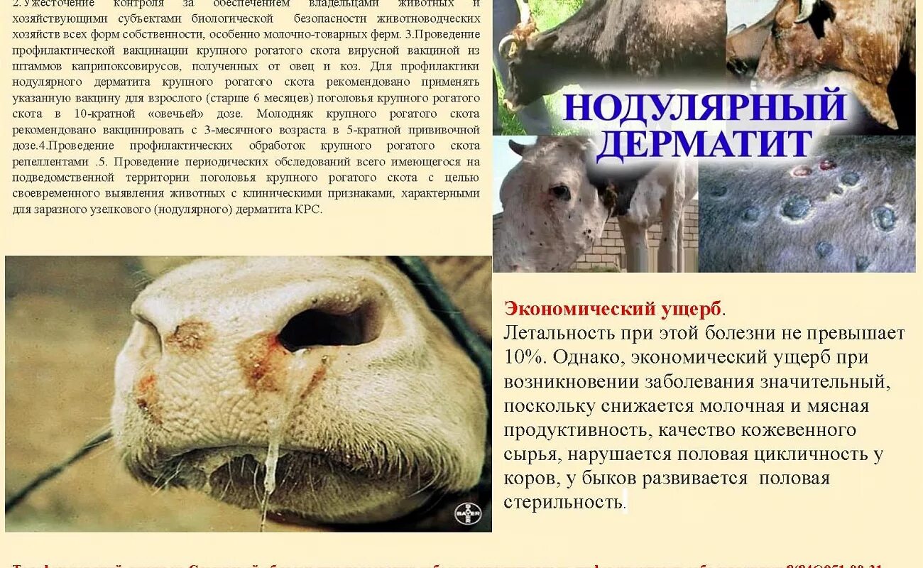Профилактике инфекционных болезней крс. Профилактика болезней крс. Профилактика бруцеллеза буклет. Лейкоз крупного рогатого скота. Лейкоз крс ветеринария.