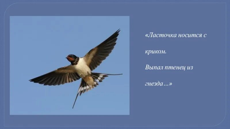 Н рубцов Ласточка. Стих про ласточку. Стихотворение Рубцова Ласточка. Ласточка стихотворение рубцова