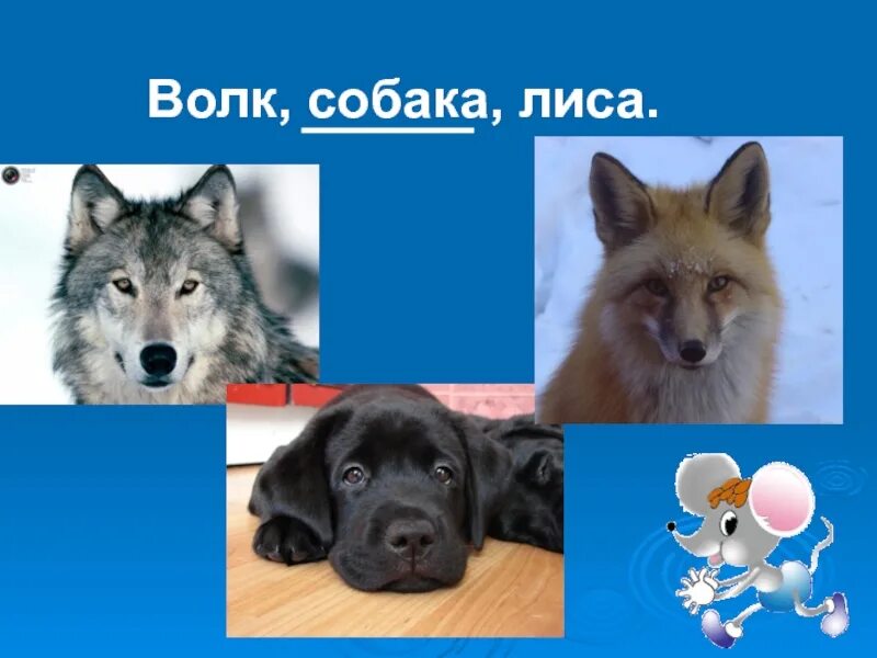 Волк и собака сравнение. Волк лиса и собака. Волк и собака один вид. Собака от волка.