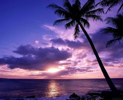 Purple beach