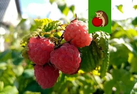 Какую малину можно есть