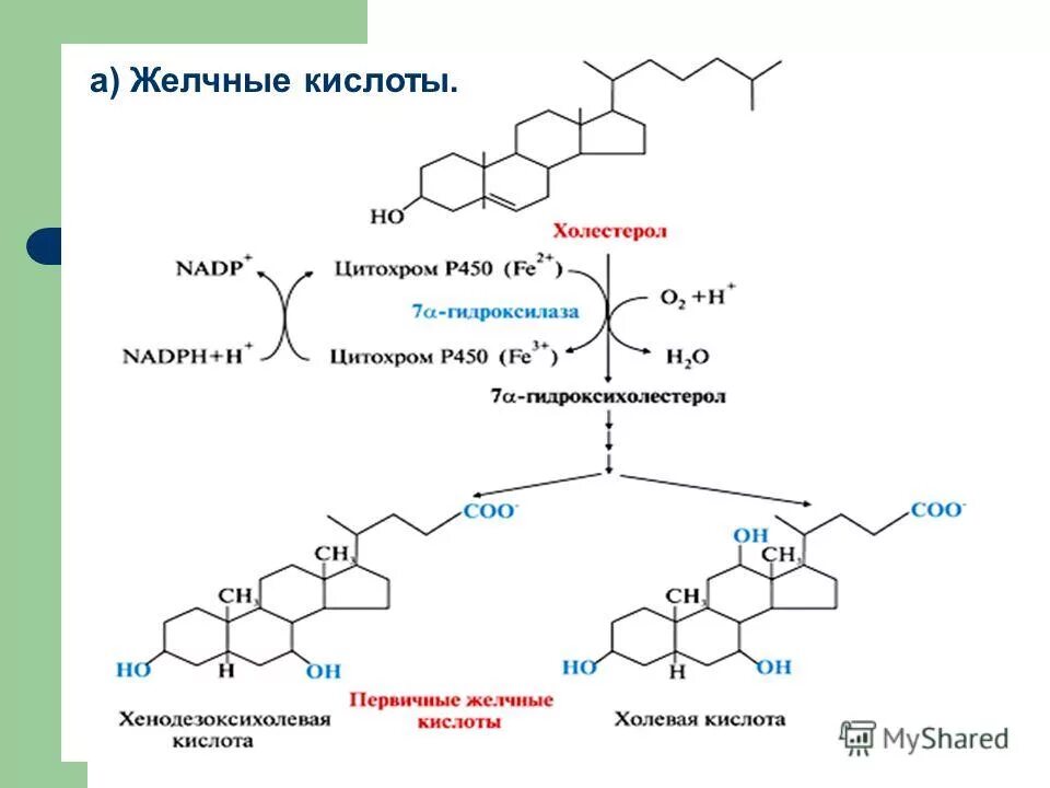 Схема синтеза желчных кислот. Синтез желчных кислот из холестерина биохимия. Синтез холевой кислоты из холестерола. Синтез желчных кислот биохимия реакции.