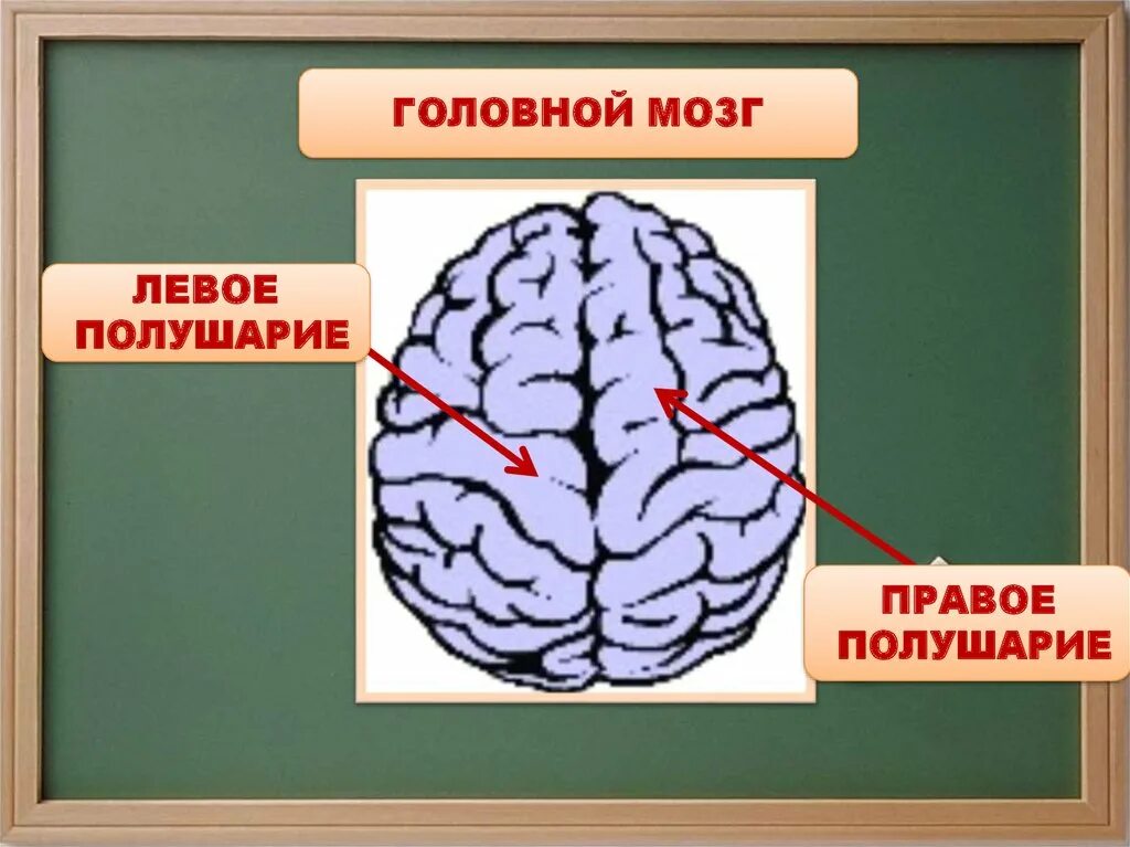 Картинка полушарие мозга. Головной мозг. Полушария головного мозга. Подкгарич голуовного мозжнв. Левое и правое полушарие.