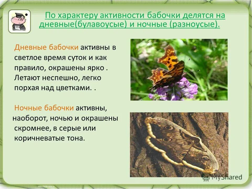 Царство животных класс насекомые. Отряд чешуекрылые представители список. Систематическое положение чешуекрылых. Классификация чешуекрылых. Среда обитания чешуекрылых.