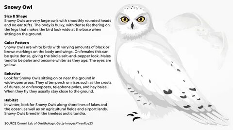Owl английском