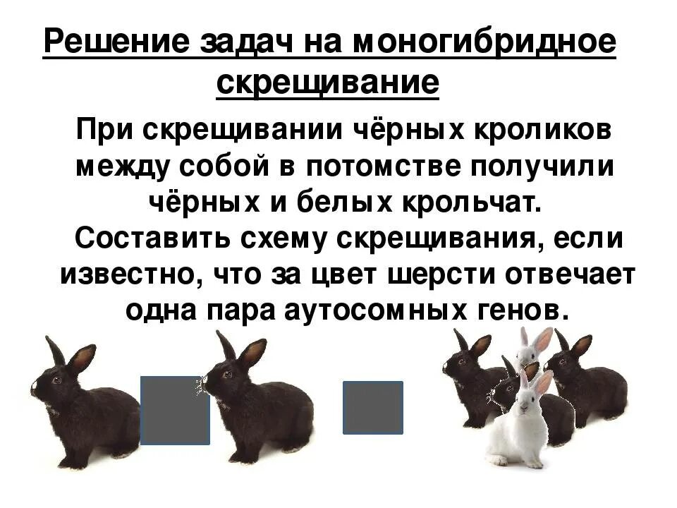 Скрещивание кроликов. Схема скрещивания кроликов. Генетика кроликов. Генетика задачи про кроликов. Как скрещивать палов