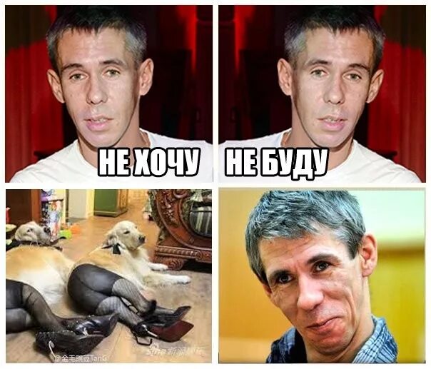 Панини собака