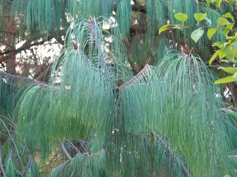 Pin by D Lucas on landscape Evergreen plants, Tree seedlings, Evergreen