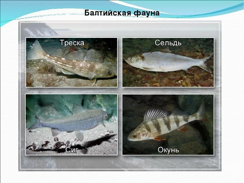 Обитатели Балтийского моря. Рыба обитающая в Балтийском море. Обитатели Балтийского моря рыбы. Промысловые рыбы Балтийского моря.