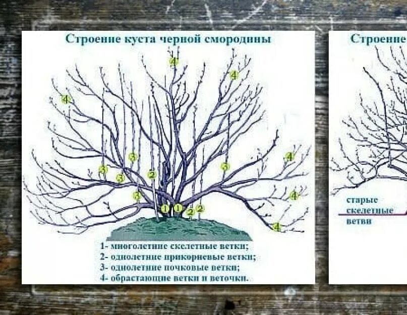 Как подрезать смородину весной. Схема обрезки куста смородины осенью. Обрезать смородину осенью схема. Как правильно обрезать смородину осенью схема. Весенняя обрезка смородины черной.