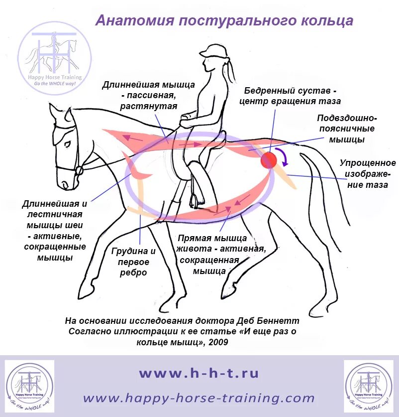Кск анализ. Анатомия всадника на лошади воздействия на мышцы. Постуральные мышцы лошади это. Конные схемы. Мышцы задействованные в верховой езде.