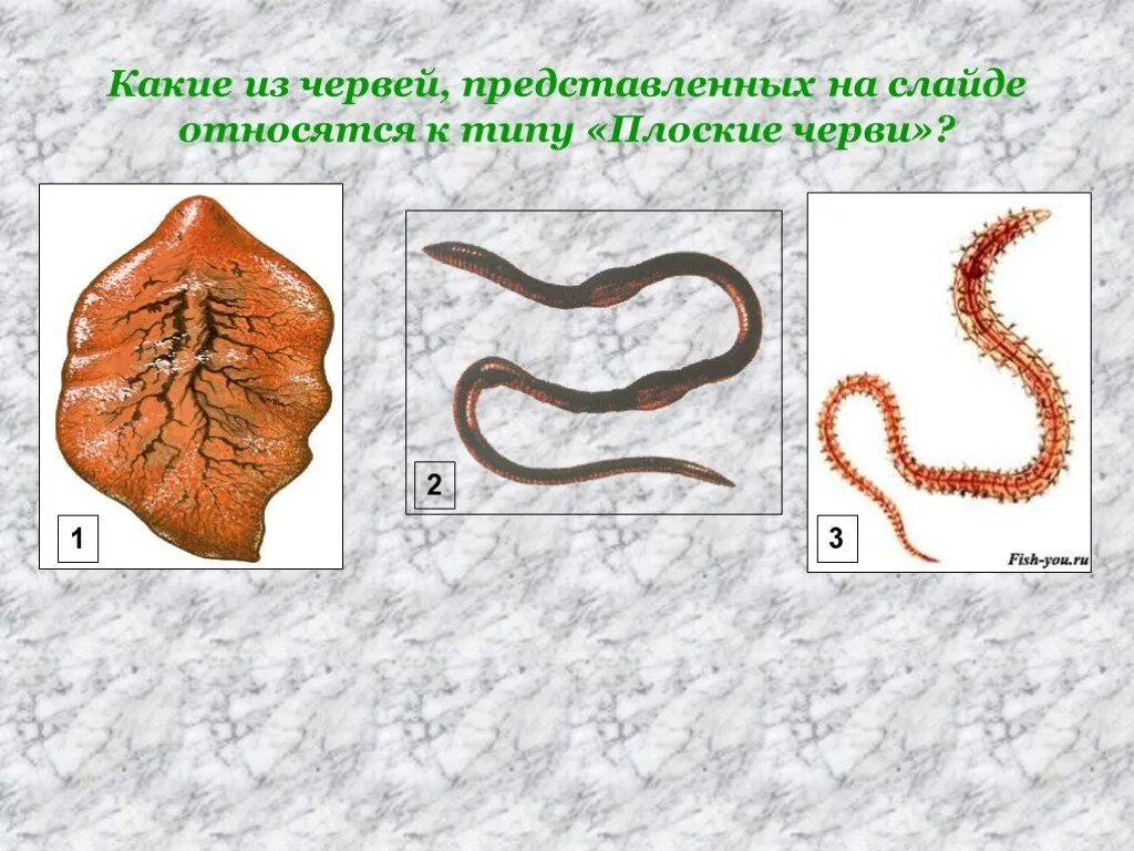 К какому типу относят червей. Тип плоские черви. Черви относятся к типу. К плоским червям относятся. Плоские черви что относится.