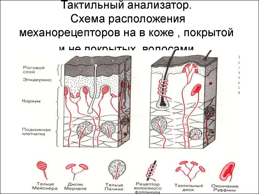 Схема строения тактильного анализатора. Строение осязательного анализатора схема. Схема кожного анализатора физиология. Анализатор кожной чувствительности (тактильный)\. Функция холодовых рецепторов кожи