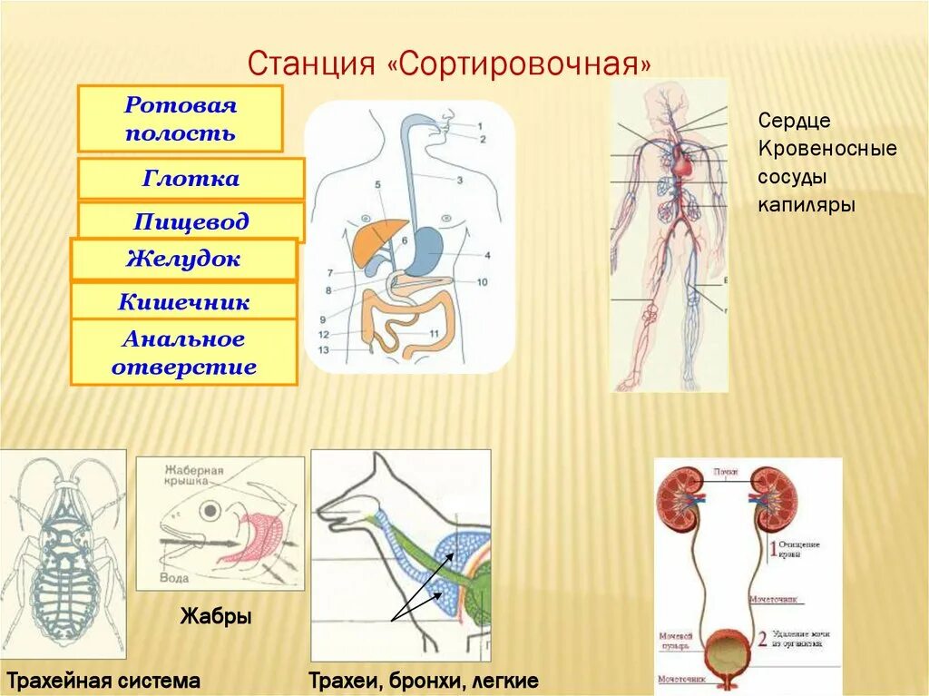 Строение и жизнедеятельность органов и систем органов. Кровеносные сосуды желудка. Кровеносные сосуды трахеи. Кровеносная система трахеи. Трахейная кровеносная система это.