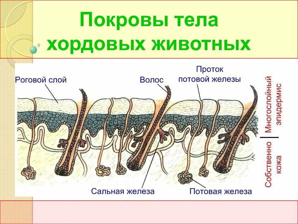 Рис 145 покровы тела хордовых животных. Строение кожного Покрова млекопитающих. Кожный Покров млекопитающих рисунок. Покровы тела позвоночных животных строение.