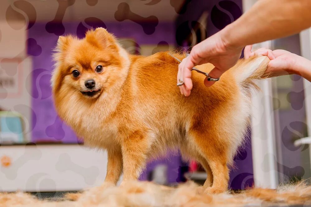 Как стричь шпица. Как стричь шпица. Малый шпиц груминг. Померанский шпиц стриженный. Малый шпиц стрижка.