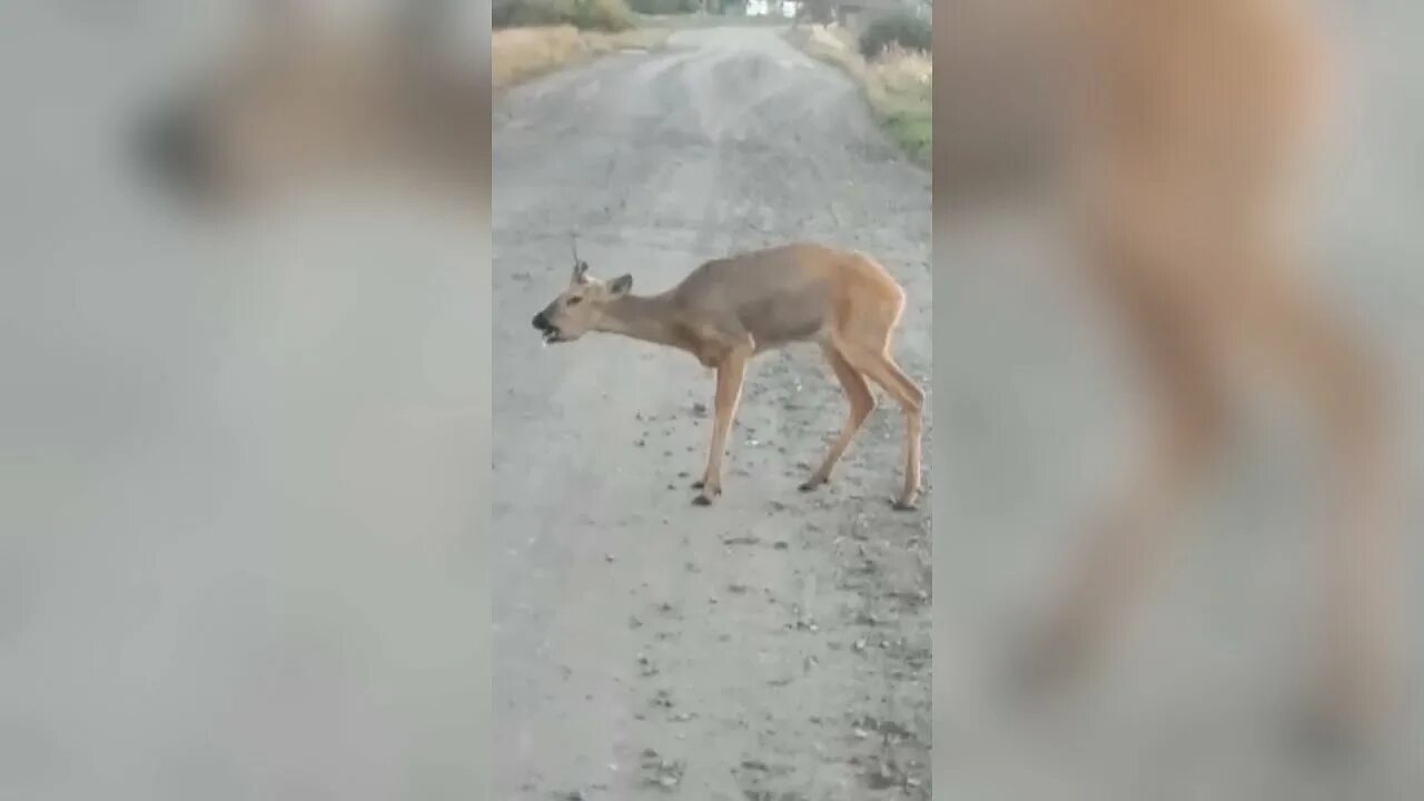 Зомби олени правда. Зомби косули в Курганской области. Косули зомби Омская область.