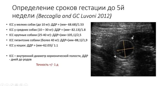 Определить сроки периодичность. Определение сроков гестации у собак. Определение срока по УЗИ. Период гестации. Определить срок гестации.