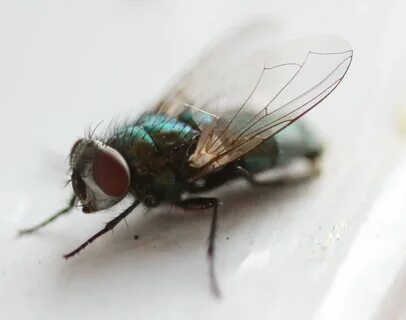 Fly but