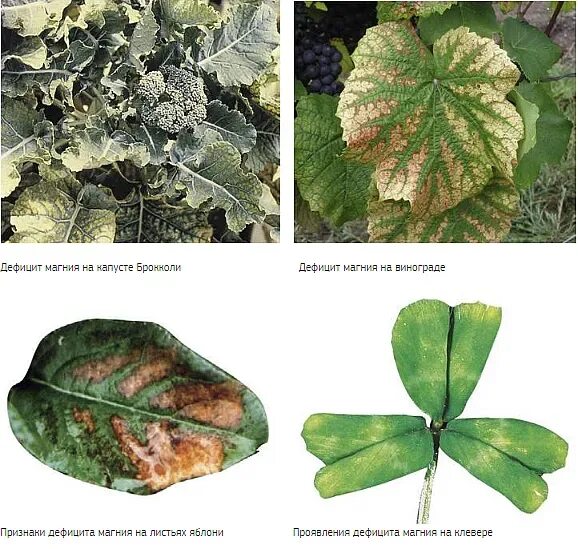 органическое сельское хозяйство. голодание капусты. признаки дефицита азота у растений. недостаток калия у капусты. голодание капусты.