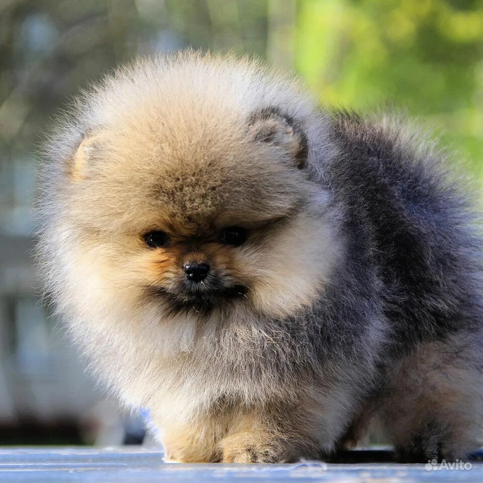 Бертрам шпиц-медвежонок. Померанский шпиц медвежонок. Карликовый шпиц медвежонок. Шпиц померанский карликовый белый. Карликовый шпиц медвежонок.