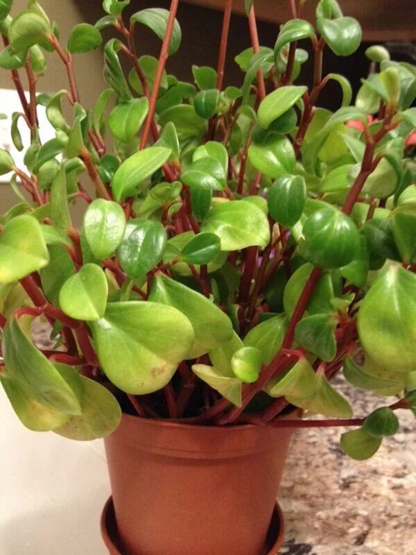 Пеперомия размножение листом. Пеперомия корни. Пеперомия пересадка. Пеперомия пересадка. Пеперомия пересадка.