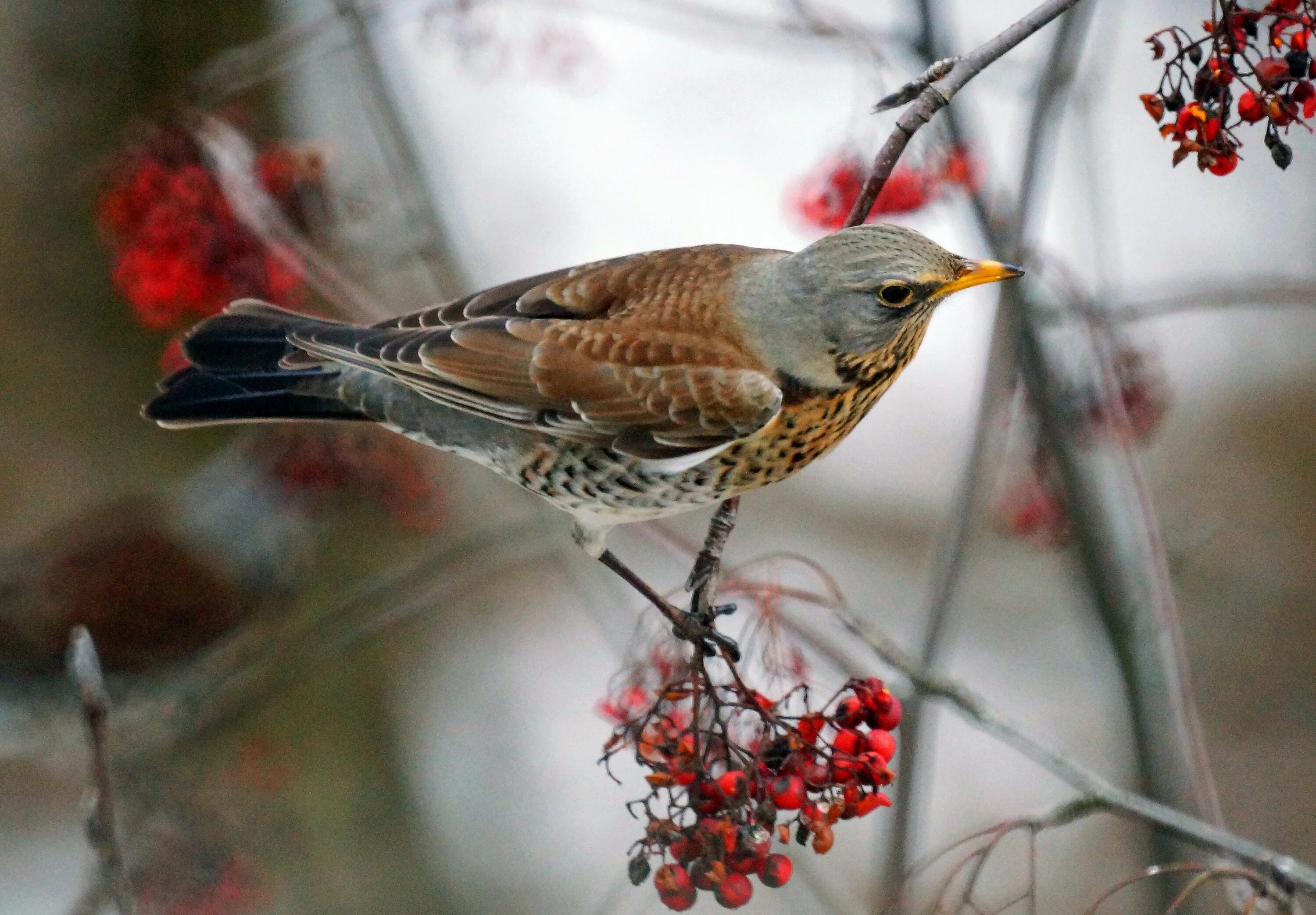 Зяблик вампир. Птицы жаворонок зяблик. Скворец пятнистый. Птицы подмосковья - зяблик, дрозд. Городские птицы москвы.