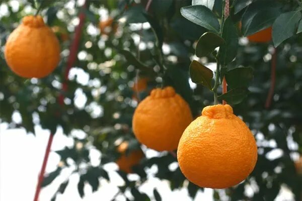 Мандарин декопан. Халабоны мандарины. Мандарин халабон. Мандарины корея. Халлабон цитрус.