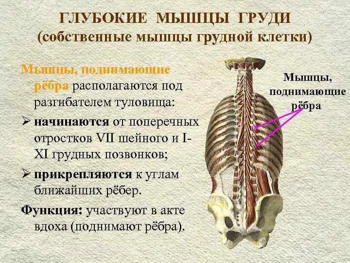 Мышцы поднимающие ребра. Короткие и длинные мышцы поднимающие ребра. мвгщы поднммаюшие ребра. мышцы поднимающие ребра грудины.