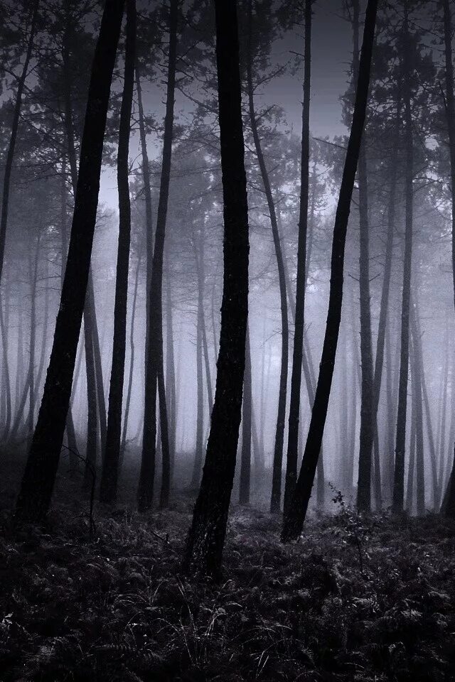 лесные тропы шварцвальд. темный лес. черный лес. депрессивный лес. чёрный лес (2020).