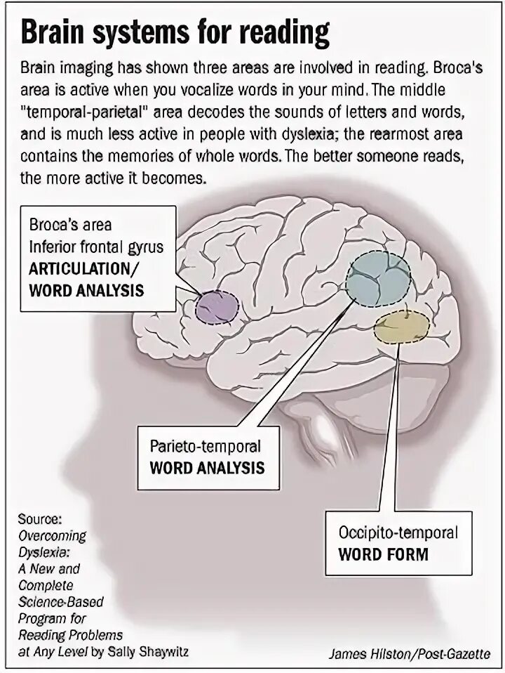 Reading in the brain. Чтение и мозг. brain reading. reading for the mind. dyslexia and salem.